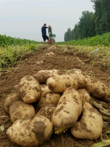 百亩土豆现货上市