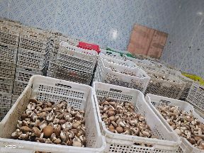 农户直销香菇鲜货  大量鲜菇供货  优质价廉