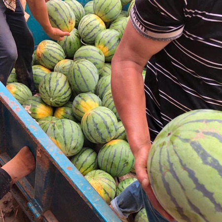 供应西瓜,熟度八成半，六到十斤左右，没开园的瓜
