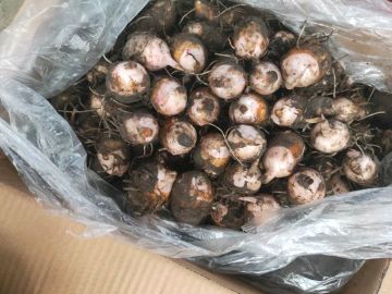 铅山精品红芽芋长期出售