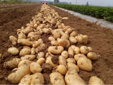 围场土豆批发，木兰青阳种植基地一手货源