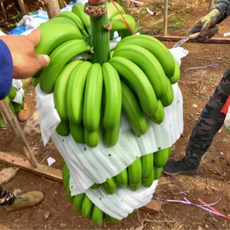 巴西香蕉 湛江硇洲岛代办 一手货源