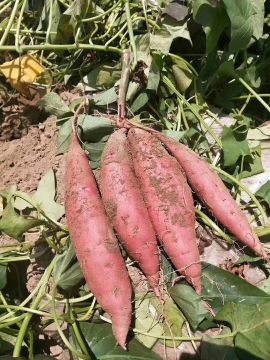 西瓜红红薯，沙地种植，颜色好看质量保证