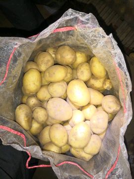 山东肥城库存荷兰十五土豆，通货大量供应中，三级货大