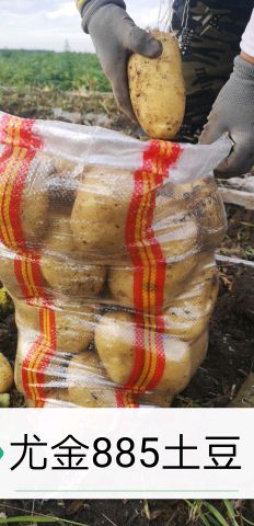 黑龙江牡丹江地区尤金885土豆发往全国各地
