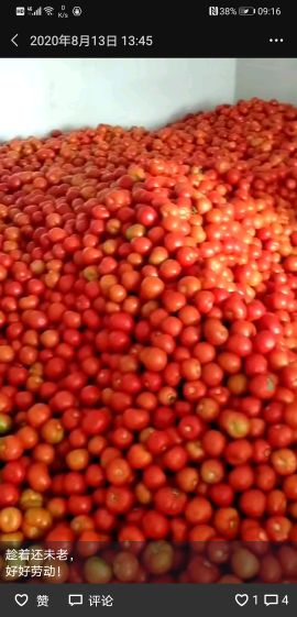 湖北长阳高山西红柿大量上市