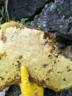 乌蒙山间农村自养纯天然无添加剂纯土蜂蜜