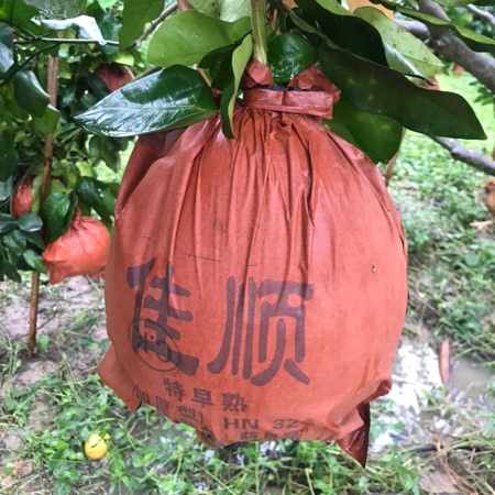 惠州市惠东县梁化镇红心柚基地，柚子己成熟，欢迎上门