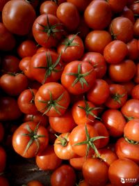 我处是大红西红柿基地，全国质量最好的西红柿生产基地
