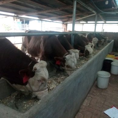 吉林精品西门塔尔小公牛(300斤一800斤)，繁殖