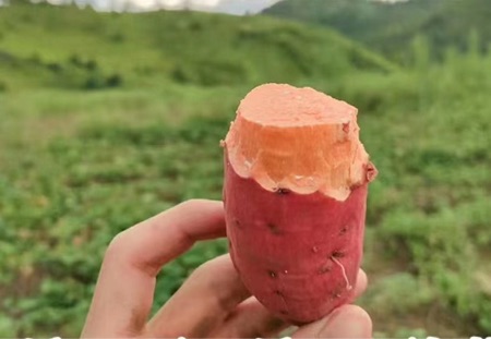 自己种植的西瓜红红薯。