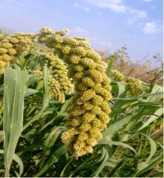 山西大同特产黄小米  发源地直发 5.30一斤