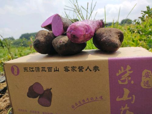 紫山药毛薯紫薯脚板薯紫淮山新鲜上市
