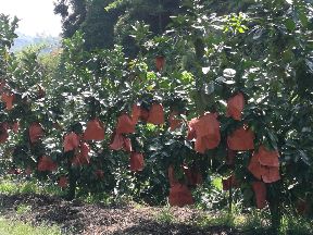 正宗梅州大埔、自家果园红肉柚子