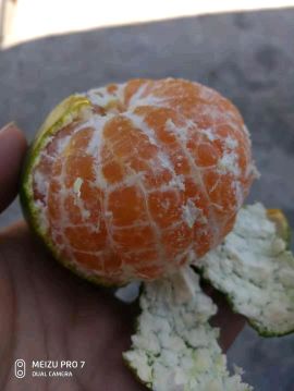 东江湖蜜橘，普早上市了，皮薄口感佳，甜度高