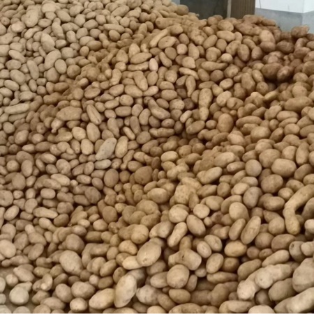 贵州威宁黄心土豆长期供应