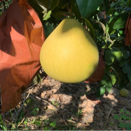 福建漳州柚子大量上市，需要的老板可联系