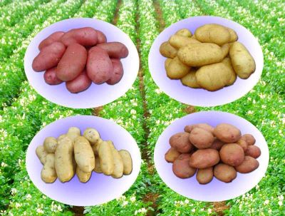 宁夏南部山区紫皮土豆十月出土现预售