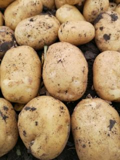 牡丹江尤金885土豆畅销全国，个大蔬菜认可的品种