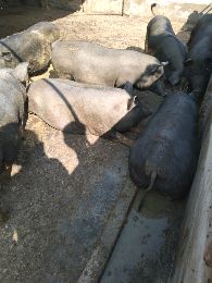 长期供应黑猪180－300斤