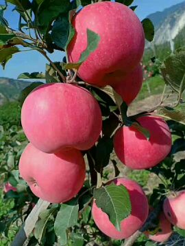 供应苹果,片红，条纹红，高山富士欢迎各界人士订购