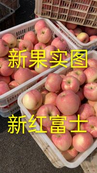 山东红富士苹果最新价格18963363396