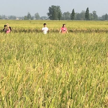 生态大米  原生态大米 有机大米 大米