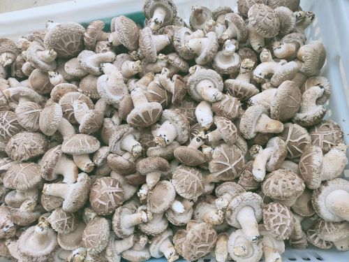 卢氏鲜香菇808硬质菇，白面菇，欢迎选购