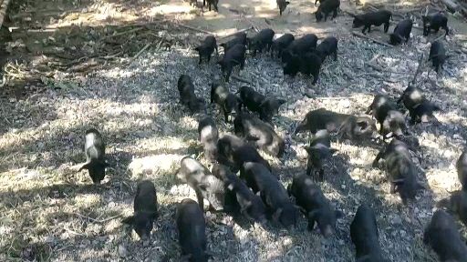 藏香猪/巴马香猪林下散养，猪仔，母猪，商品猪销售