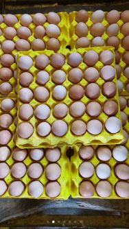 常年供应各种规格农五双色蛋，土鸡蛋，绿壳蛋