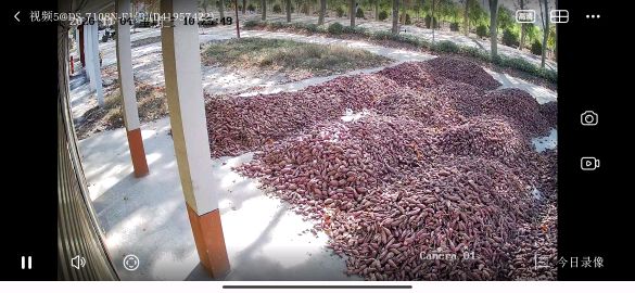 2毛5一斤 红薯20万斤 西瓜红价格低出售