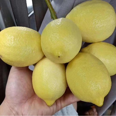 常年提供优质柠檬