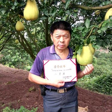 正宗广安龙安柚，龙安柚基地专业种植品质保证