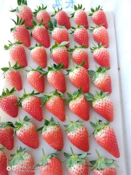 山东济南章丘万亩优质草莓