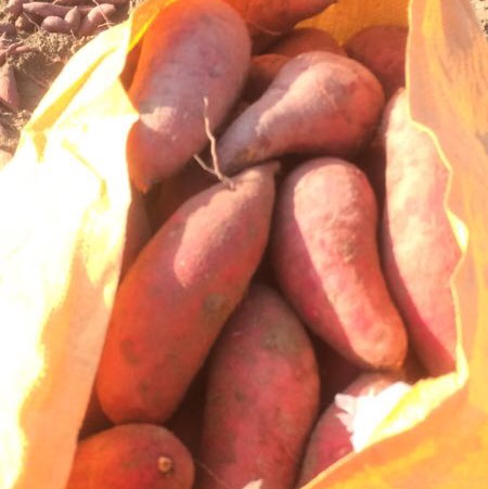 西瓜红、大叶红、紫薯、广薯
