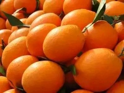 赣南脐橙 橙子 甜如蜜的水果 冬季皆宜食的水果
