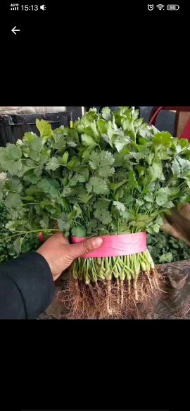 大叶香菜25-30厘米 菠菜 油麦 芹菜等各类叶菜