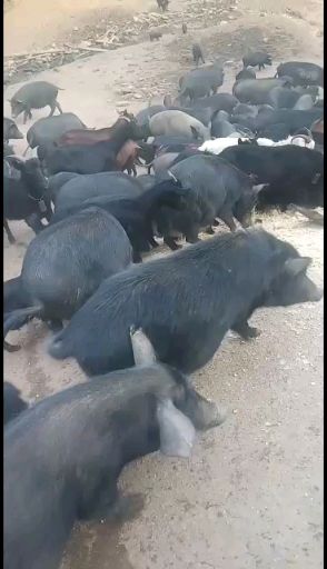 巴马香猪，藏香猪