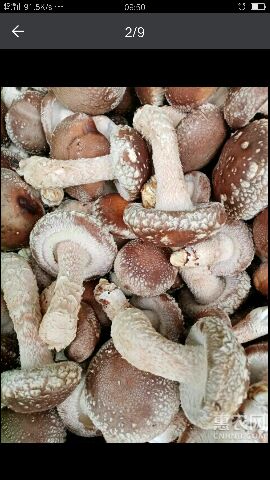 新鲜香菇基地直供发货中多个规格可选