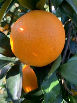 赣南脐橙（供应量大，20000斤可售）