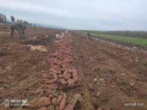 哪里红薯产量大辽宁阜新老品种地瓜，2021年秋收新货大量入库，150万斤库存充足