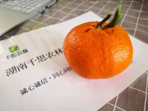 红美人柑橘基地 一年生红美人柑橘水果种植企业基地
