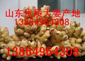 山东生姜鲜姜13864964308优质高产姜种批发