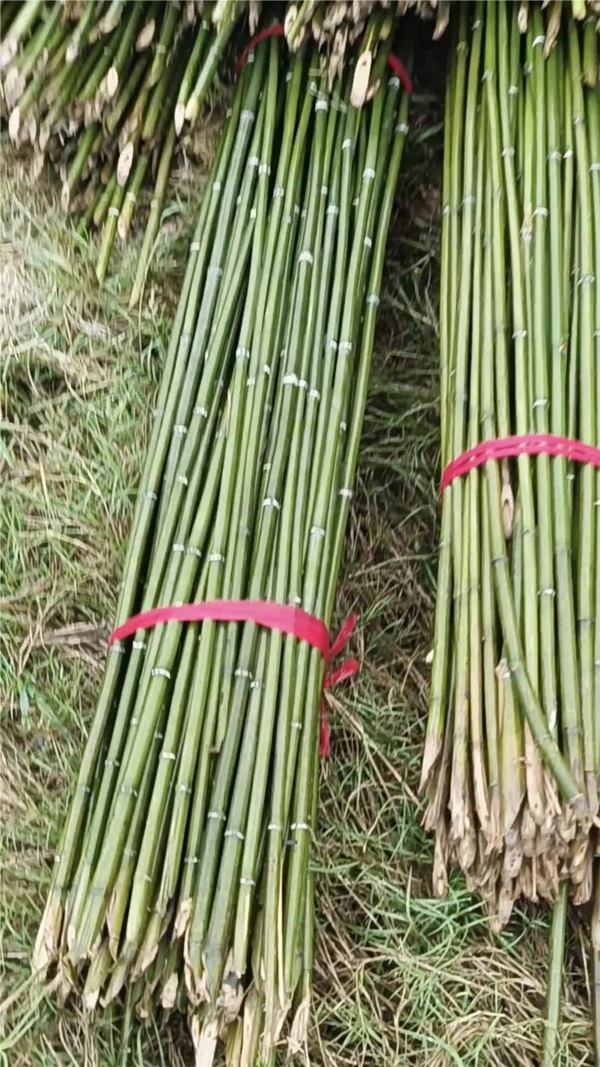 产地直发菜架竹农用小竹竿各种规格竹子