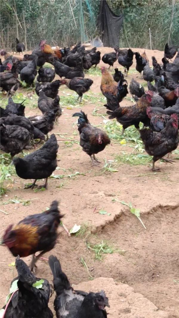 南江县聚乡村养殖，生态养殖，五黑鸡。