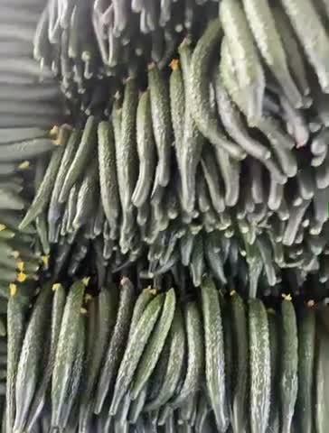 密刺黄瓜大量上市 产地直供 可供应电商商超市场