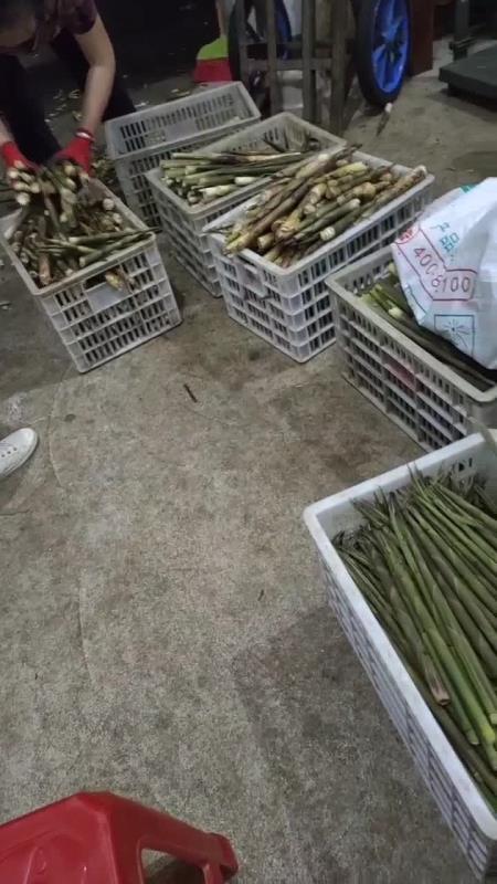 大量出售精品甜竹笋，水竹笋欢迎订购1.5一斤
