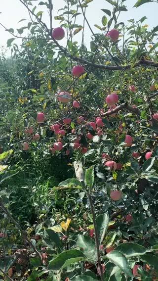 绥中县产区红旮旯苹果正在上市中