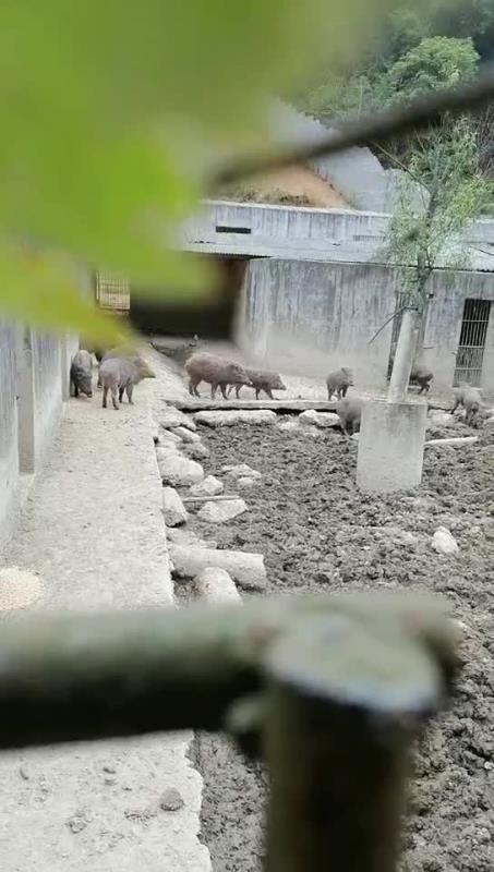 泰和县红红特种养殖专业合作社：野猪肉零售，销售