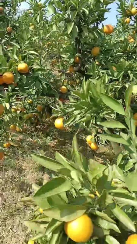 自家果园的柑橘，脐橙，椪柑大量上市待售